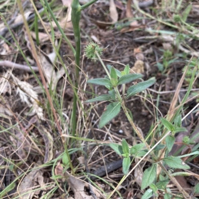 Opercularia hispida (Hairy Stinkweed) at Bruce, ACT - 7 Jan 2023 by MattM