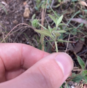 Opercularia hispida at Bruce, ACT - 7 Jan 2023 01:17 PM