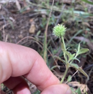 Opercularia hispida at Bruce, ACT - 7 Jan 2023 01:17 PM