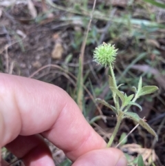 Opercularia hispida at Bruce, ACT - 7 Jan 2023