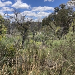 Cortaderia selloana (Pampas Grass) at Bruce, ACT - 7 Jan 2023 by MattM