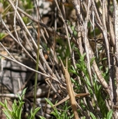 Acrida conica (Giant green slantface) at Aranda, ACT - 7 Jan 2023 by MattM