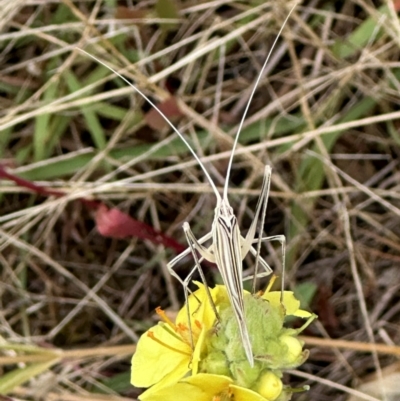 Tinzeda lobata (A katydid) at Wandiyali-Environa Conservation Area - 4 Jan 2023 by Wandiyali