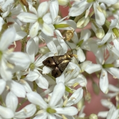 Nemophora sparsella (An Adelid Moth) at QPRC LGA - 7 Jan 2023 by Wandiyali