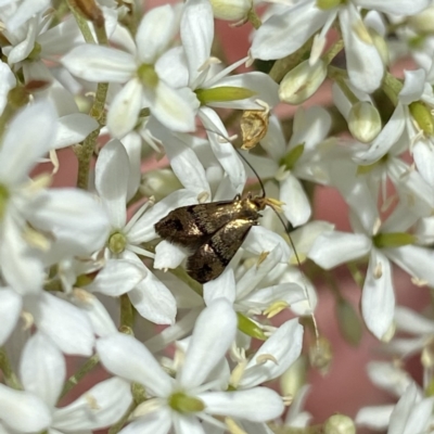 Nemophora sparsella (An Adelid Moth) at QPRC LGA - 7 Jan 2023 by Wandiyali