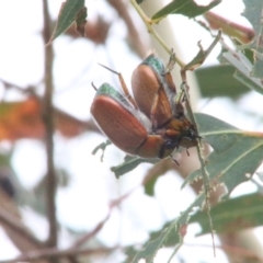 Anoplognathus brunnipennis at Stromlo, ACT - 2 Jan 2023 04:32 PM