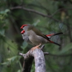 Neochmia temporalis (Red-browed Finch) at Bungonia, NSW - 6 Jan 2023 by Rixon