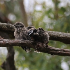 Artamus cyanopterus cyanopterus (Dusky Woodswallow) at Bungonia National Park - 6 Jan 2023 by Rixon