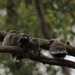 Artamus cyanopterus at Bungonia, NSW - 6 Jan 2023