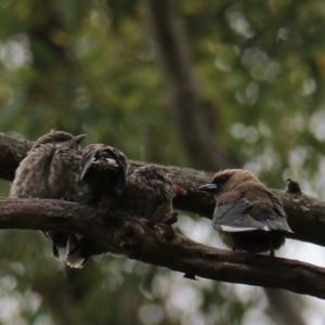 Artamus cyanopterus at Bungonia, NSW - 6 Jan 2023