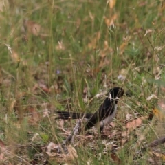 Rhipidura leucophrys (Willie Wagtail) at Bungonia National Park - 6 Jan 2023 by Rixon