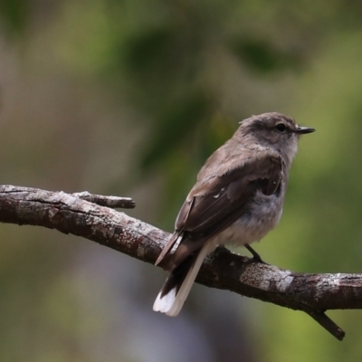 Microeca fascinans (Jacky Winter) at Bungonia National Park - 6 Jan 2023 by Rixon