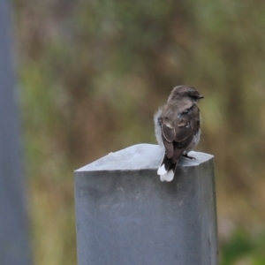 Microeca fascinans at Bungonia, NSW - 6 Jan 2023 12:28 PM