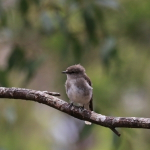 Microeca fascinans at Bungonia, NSW - 6 Jan 2023 12:28 PM