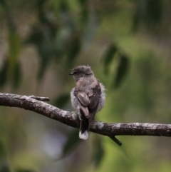 Microeca fascinans at Bungonia, NSW - 6 Jan 2023