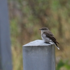 Microeca fascinans at Bungonia, NSW - 6 Jan 2023