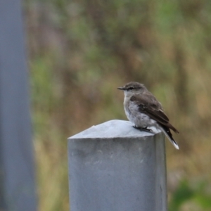 Microeca fascinans at Bungonia, NSW - 6 Jan 2023 12:28 PM