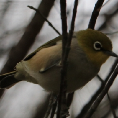 Zosterops lateralis (Silvereye) at Bungonia National Park - 5 Jan 2023 by Rixon