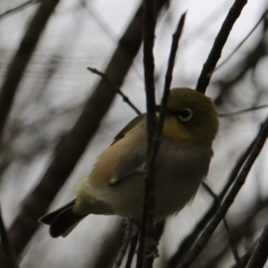 Zosterops lateralis at Bungonia, NSW - 6 Jan 2023