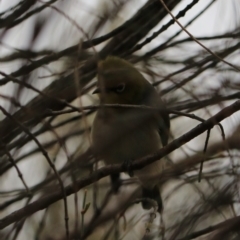 Zosterops lateralis at Bungonia, NSW - 6 Jan 2023