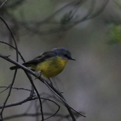 Eopsaltria australis (Eastern Yellow Robin) at Bungonia National Park - 5 Jan 2023 by Rixon