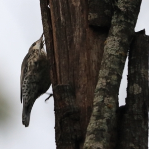 Cormobates leucophaea at Bungonia, NSW - 6 Jan 2023