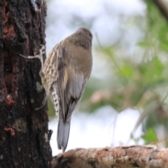 Cormobates leucophaea at Bungonia, NSW - 6 Jan 2023