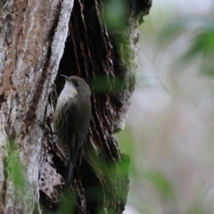 Cormobates leucophaea at Bungonia, NSW - 6 Jan 2023