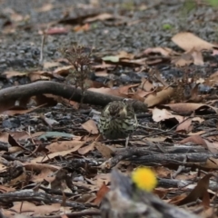 Pyrrholaemus sagittatus (Speckled Warbler) at Bungonia, NSW - 6 Jan 2023 by Rixon