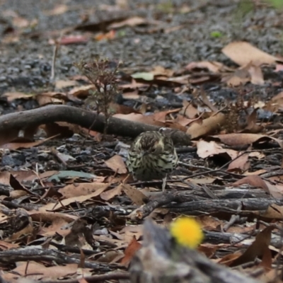 Pyrrholaemus sagittatus (Speckled Warbler) at Bungonia, NSW - 6 Jan 2023 by Rixon