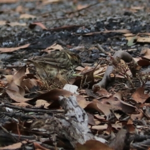 Pyrrholaemus sagittatus at Bungonia, NSW - 6 Jan 2023