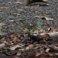 Pyrrholaemus sagittatus at Bungonia, NSW - 6 Jan 2023