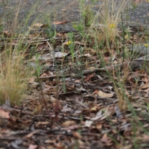 Pyrrholaemus sagittatus at Bungonia, NSW - 6 Jan 2023