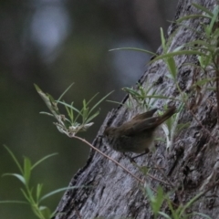 Acanthiza pusilla (Brown Thornbill) at Bungonia, NSW - 6 Jan 2023 by Rixon