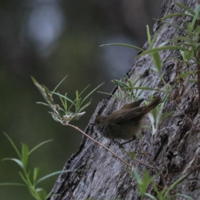 Acanthiza pusilla (Brown Thornbill) at Bungonia, NSW - 5 Jan 2023 by Rixon