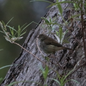 Acanthiza pusilla at Bungonia, NSW - 6 Jan 2023