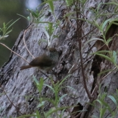 Acanthiza pusilla at Bungonia, NSW - 6 Jan 2023