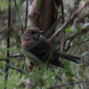 Eopsaltria australis at Bungonia, NSW - 6 Jan 2023