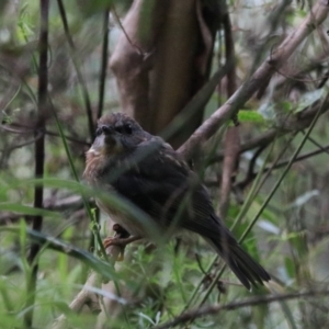 Eopsaltria australis at Bungonia, NSW - 6 Jan 2023