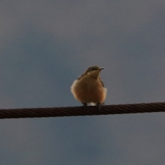 Acanthorhynchus tenuirostris (Eastern Spinebill) at Bungonia, NSW - 5 Jan 2023 by Rixon