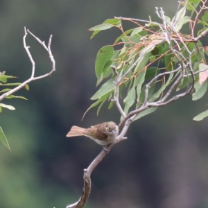 Caligavis chrysops at Bungonia, NSW - 5 Jan 2023