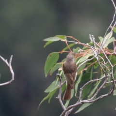 Caligavis chrysops at Bungonia, NSW - 5 Jan 2023