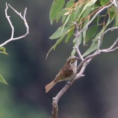 Caligavis chrysops at Bungonia, NSW - 5 Jan 2023