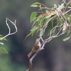 Caligavis chrysops at Bungonia, NSW - 5 Jan 2023