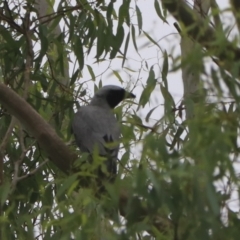 Coracina novaehollandiae (Black-faced Cuckooshrike) at Bungonia, NSW - 4 Jan 2023 by Rixon