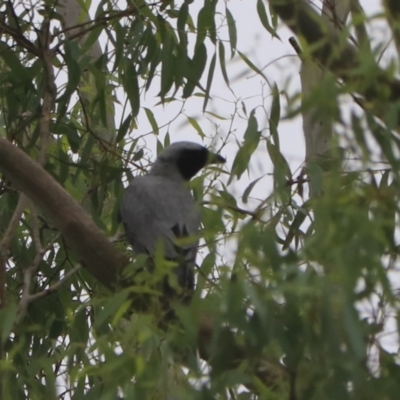 Coracina novaehollandiae (Black-faced Cuckooshrike) at Bungonia National Park - 4 Jan 2023 by Rixon