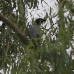 Coracina novaehollandiae at Bungonia, NSW - 4 Jan 2023