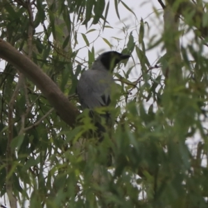 Coracina novaehollandiae at Bungonia, NSW - 4 Jan 2023