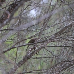 Caligavis chrysops (Yellow-faced Honeyeater) at Bungonia National Park - 4 Jan 2023 by Rixon