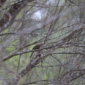 Caligavis chrysops at Bungonia, NSW - 4 Jan 2023 04:13 PM